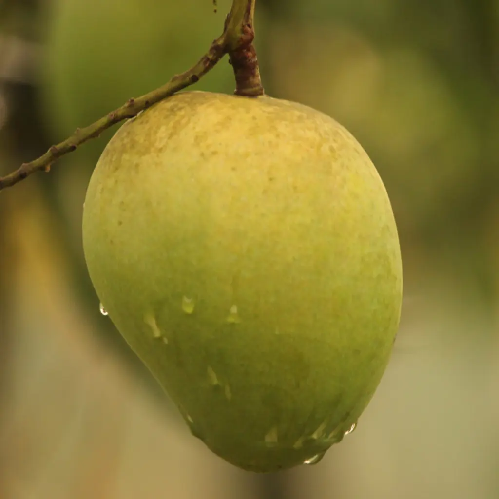 হারিভাঙ্গা আম হারিভাঙ্গা আম, harivanga mango